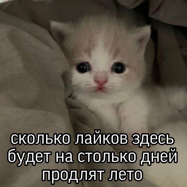очаровательные котята