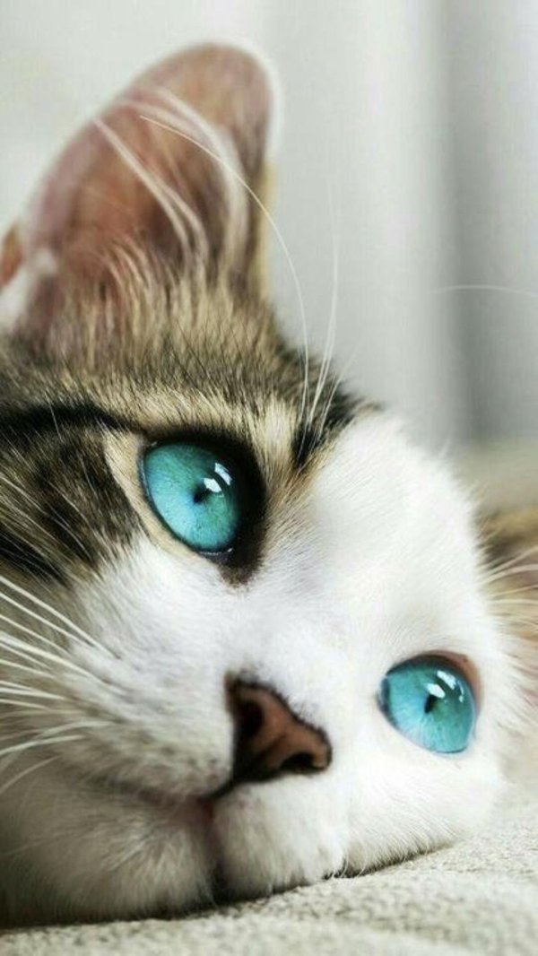 голубоглазые коты