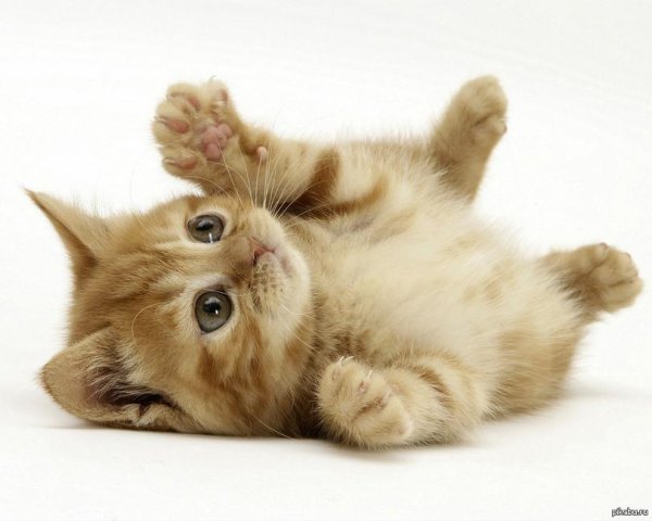 милый котик