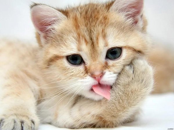 милые котенок