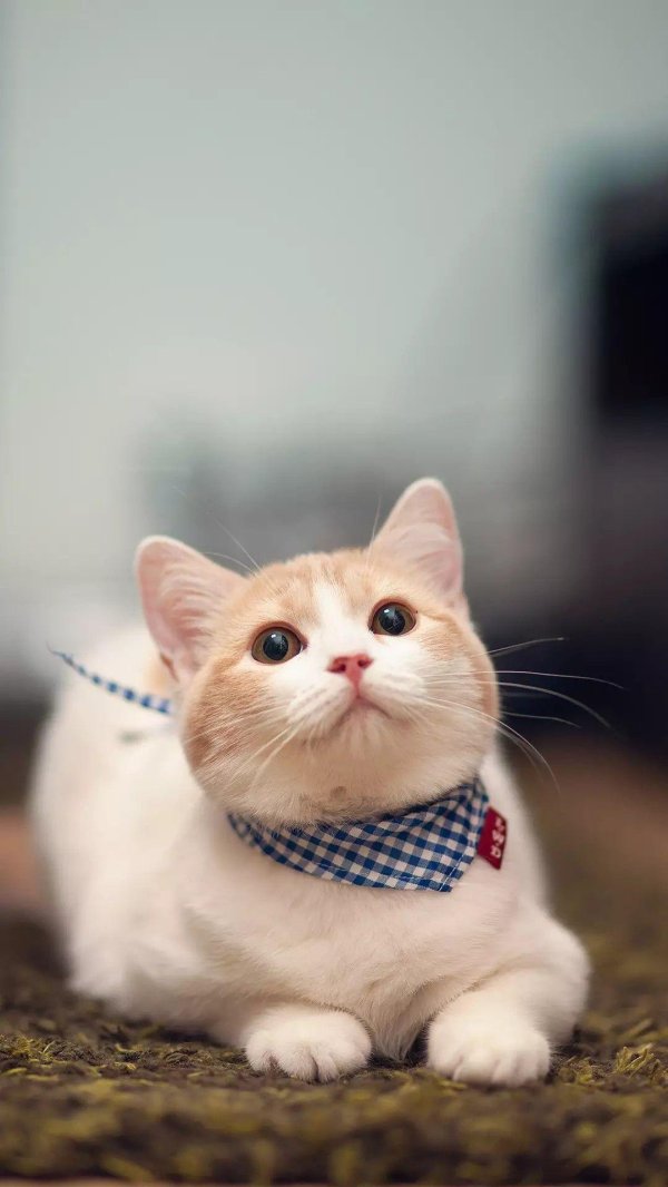 милая кошка