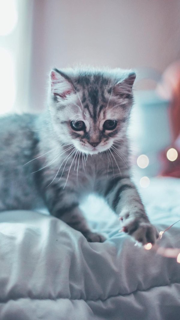 милая котик