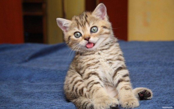 смешной котенок