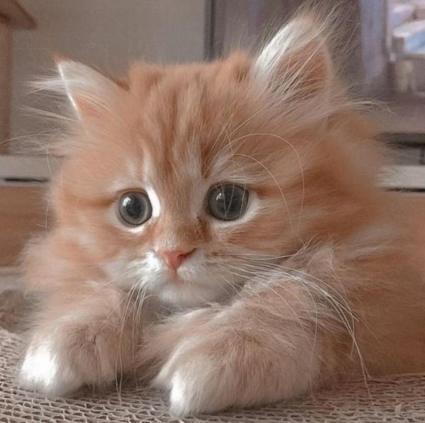 рыжие котята