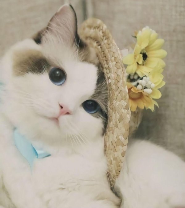 миленькие кошечки