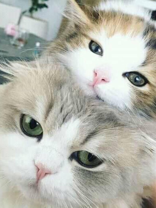 милота котик