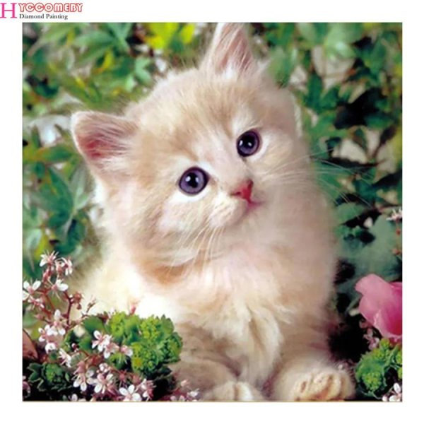 котенок красивый