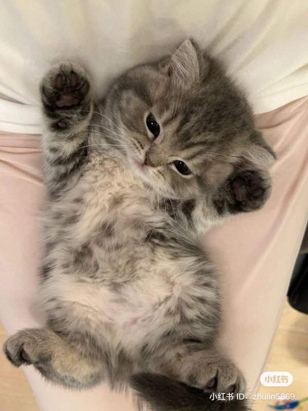 очаровательные котята