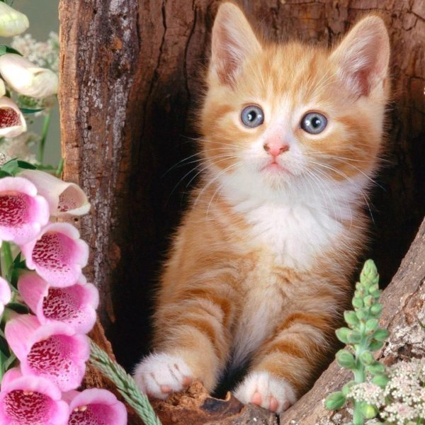 рыжие котята