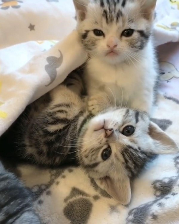 очаровательные котята