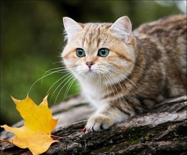 британский короткошерстный кот рыжий