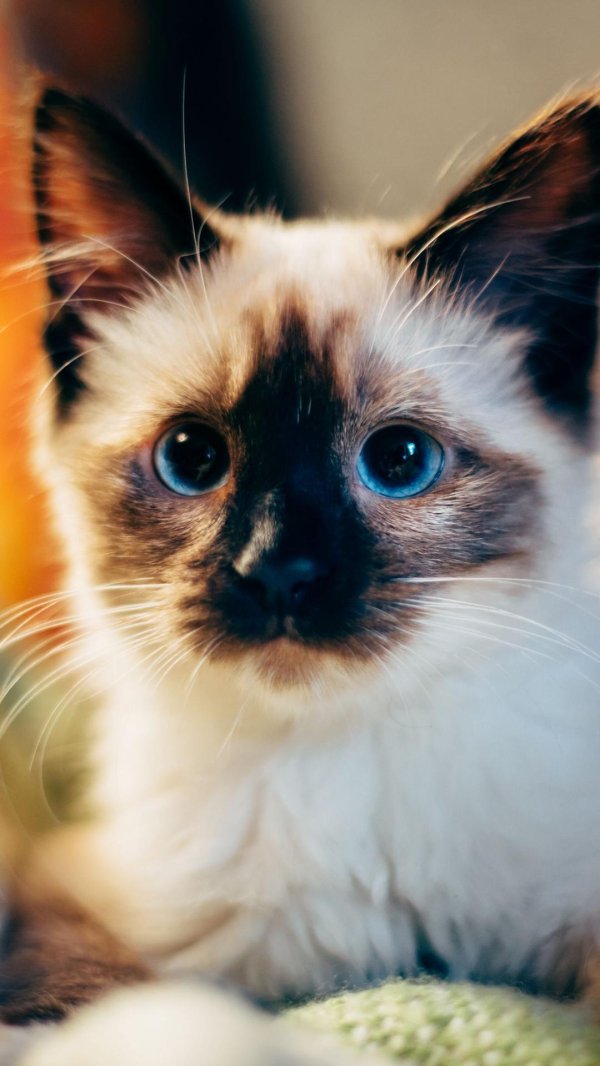 сиамский рэгдолл