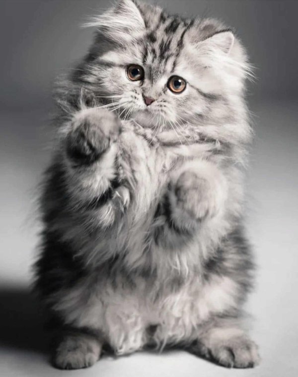 пушистые котята