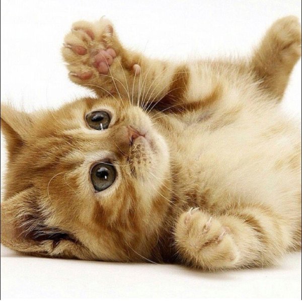 милые котенок