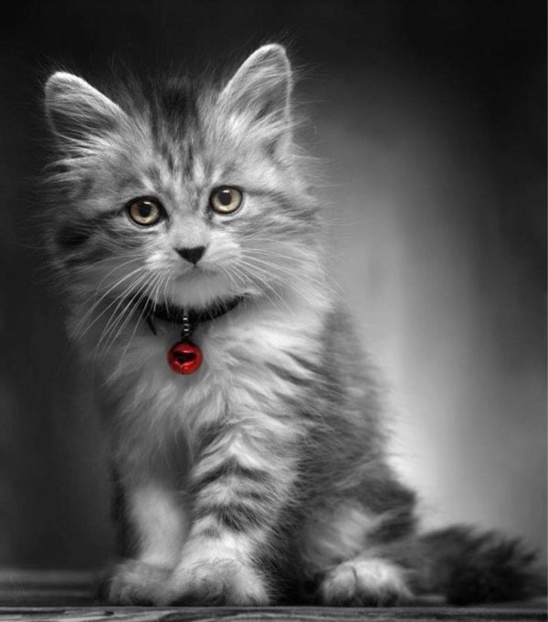 кошка красивая