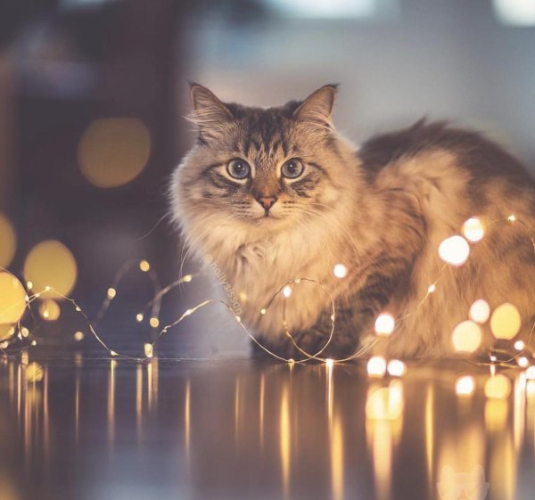 кот с гирляндой