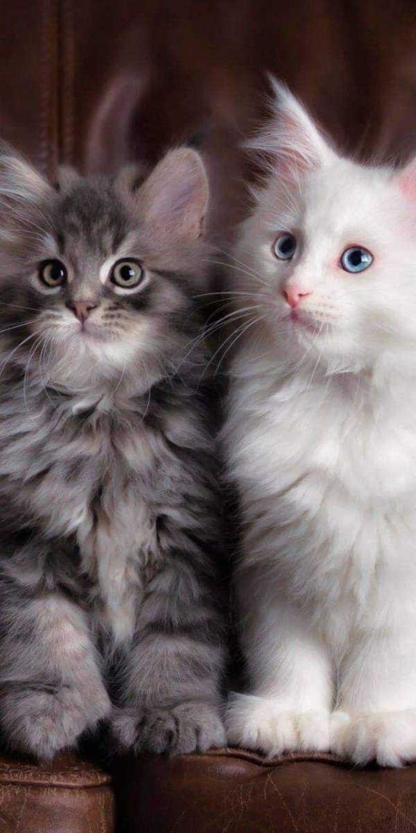 красивые кошечки