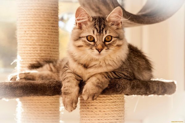 кошка красивая