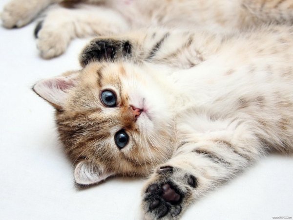 очень милые котята