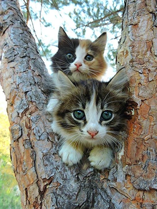очаровательные котята