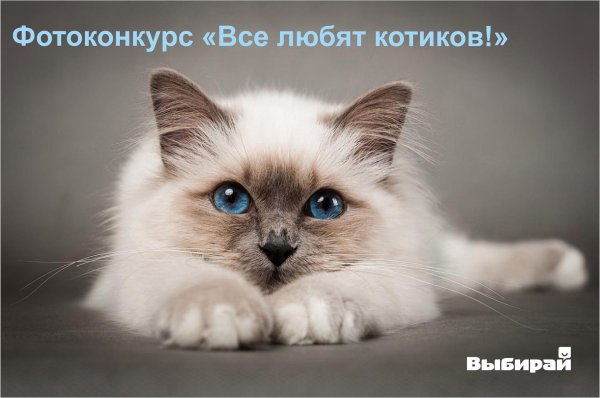 бирманская кошка