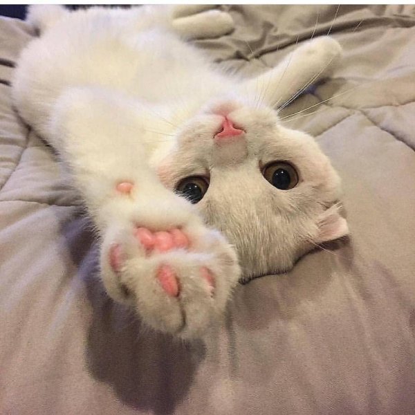 милые коты пикчи