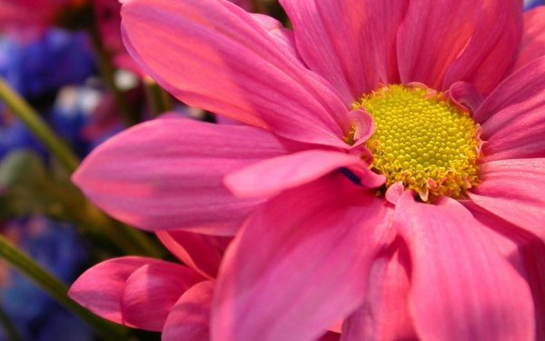 красивые цветочки