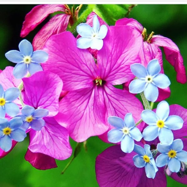 цветок незабудки