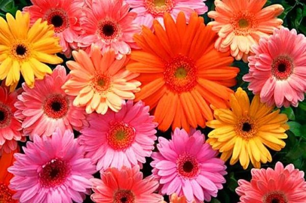 астровые герберы