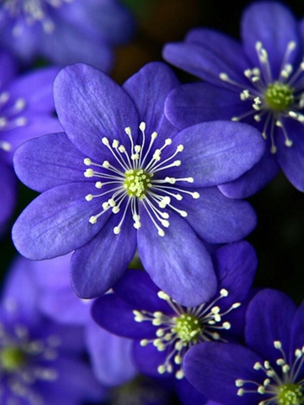 hepatica nobilis