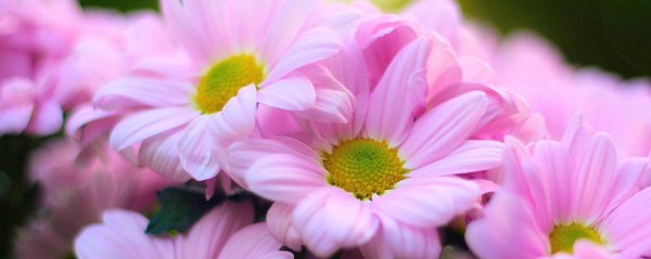 розовые хризантемы