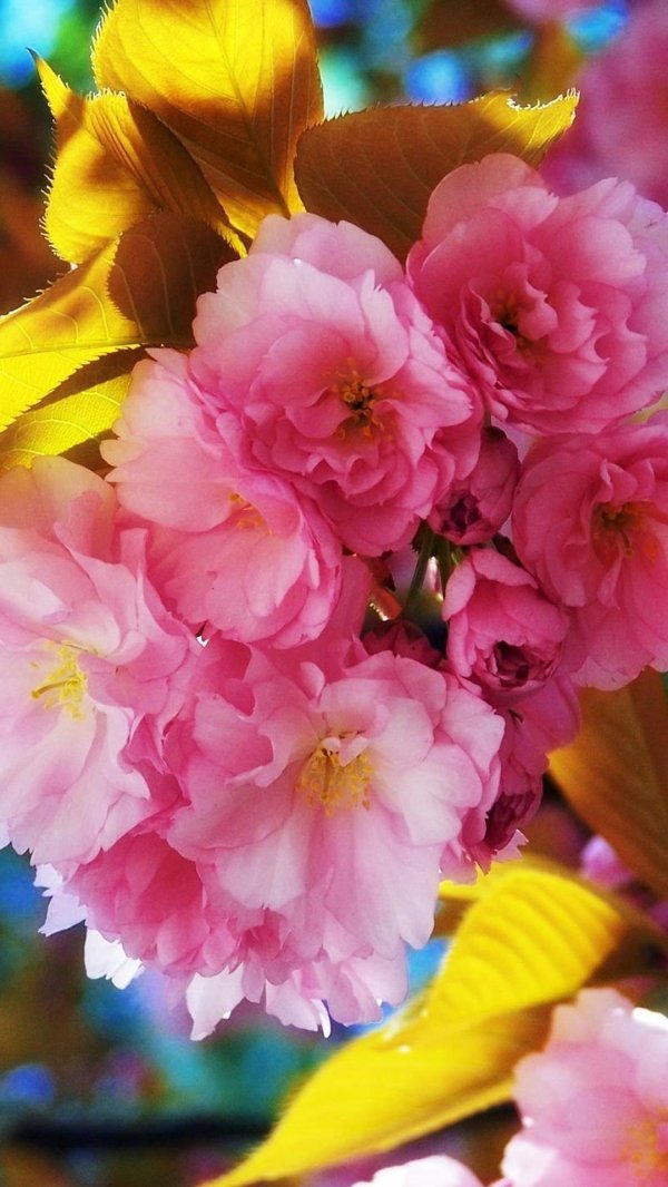 вишня мелкопильчатая сакура канзан