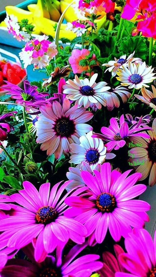 красивые цветочки