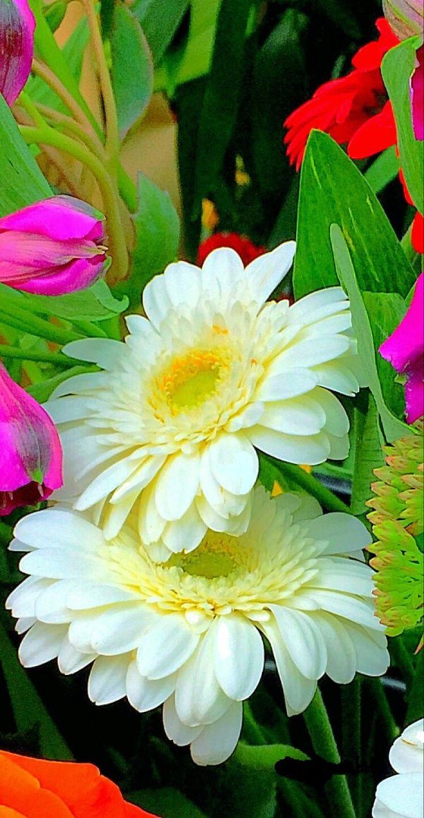 красивые герберы