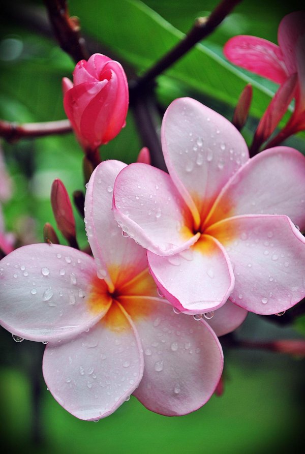 плюмерия франжипани