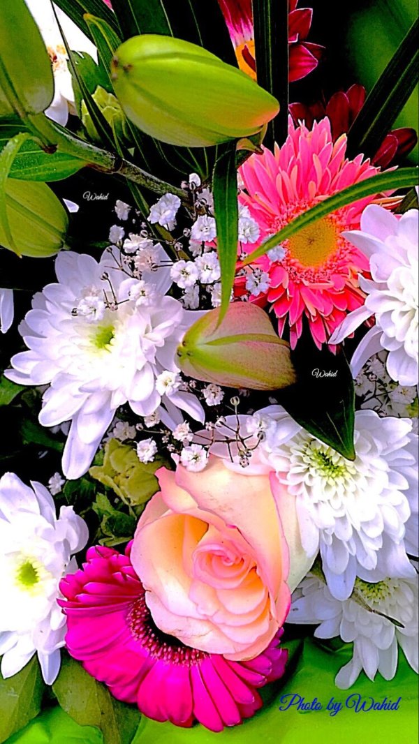 красочные цветы