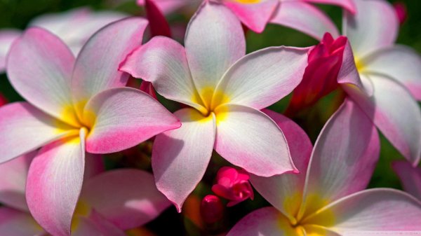 плюмерияфранжипанисиреневый каприз