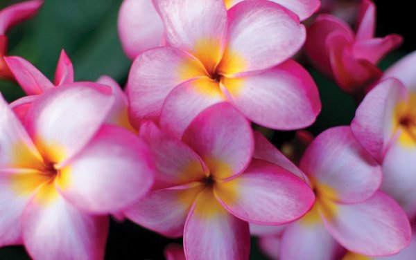 плюмерия франжипани