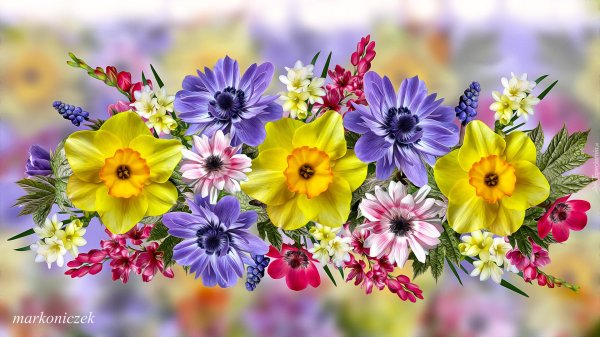 красочные цветы