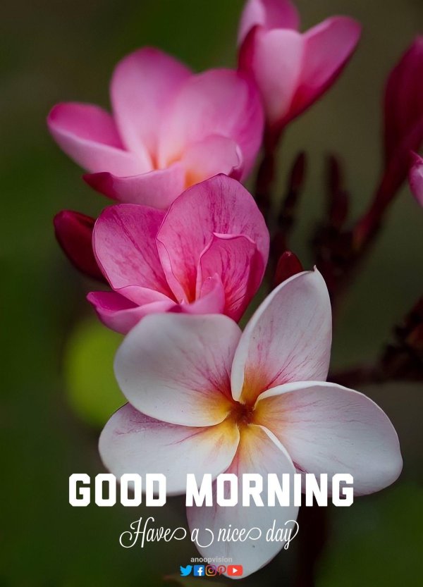 плюмерия франжипани