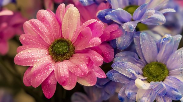 цветок хризантемы