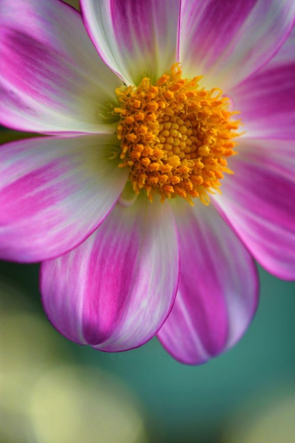 фотографии цветов красивые