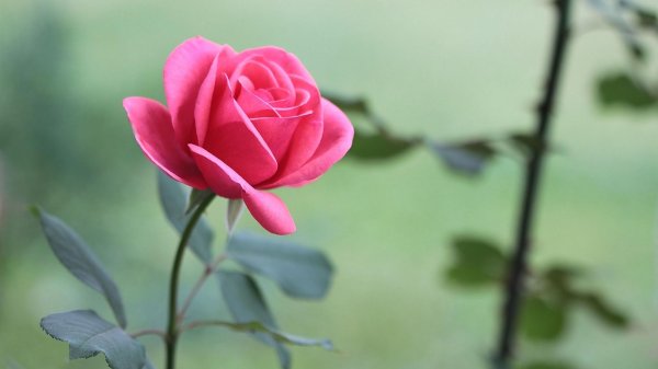 роза канегем