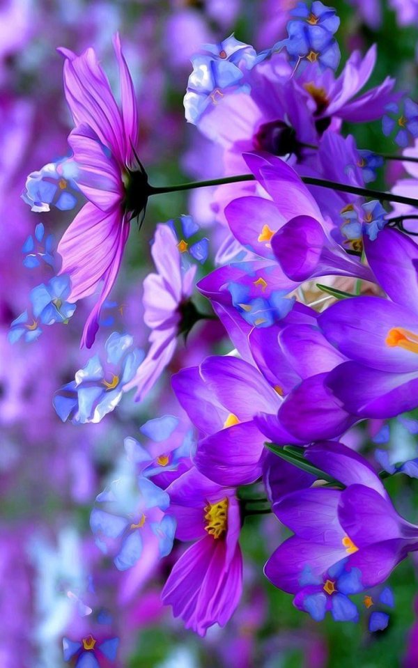 фиолетовые цветки