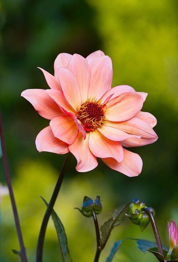 dahlia classic poeme