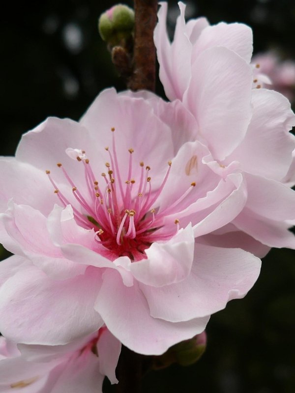 цветки персика