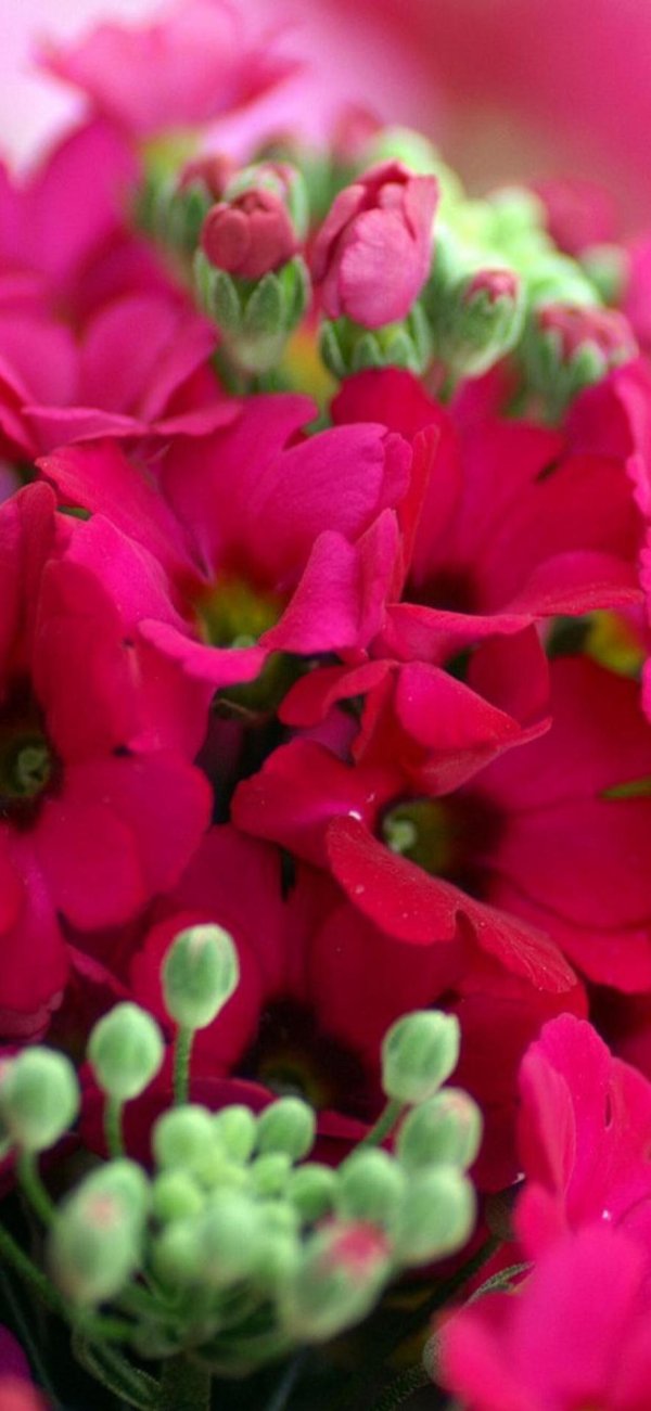 цветок яркий