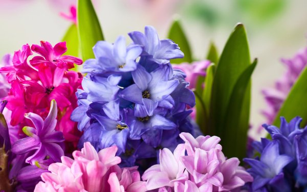 гиацинт розовый