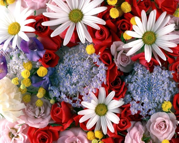 красивая цветок