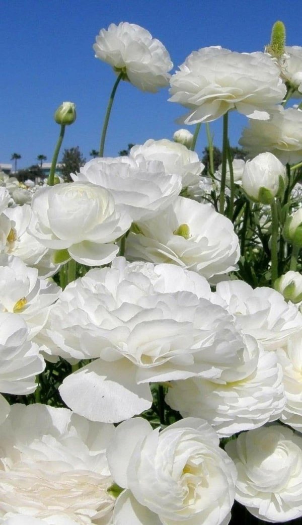 ранункулюс вайт